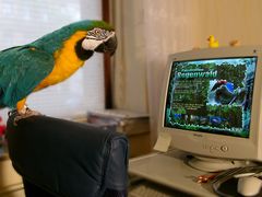 Willy in the tropical rainforest