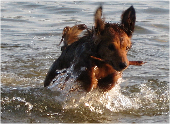 Willy war im Wasser