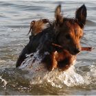 Willy war im Wasser