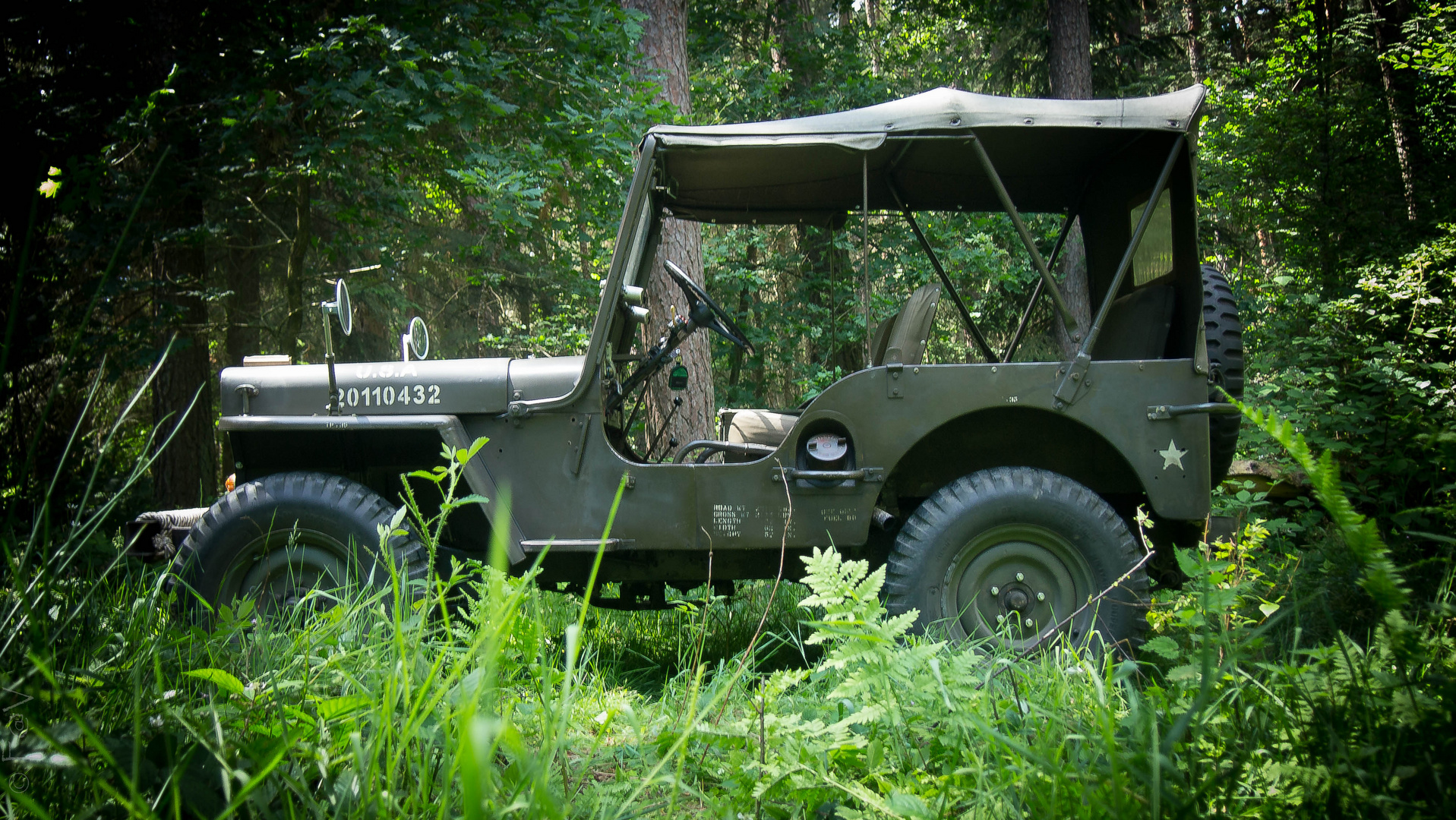 Willys in the wood