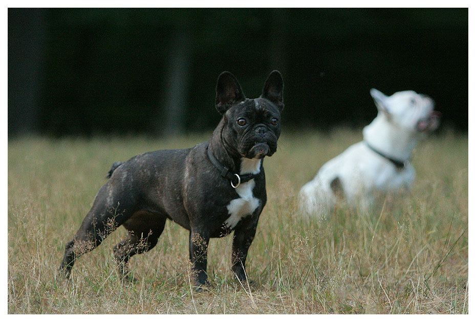 Wilma im Feld