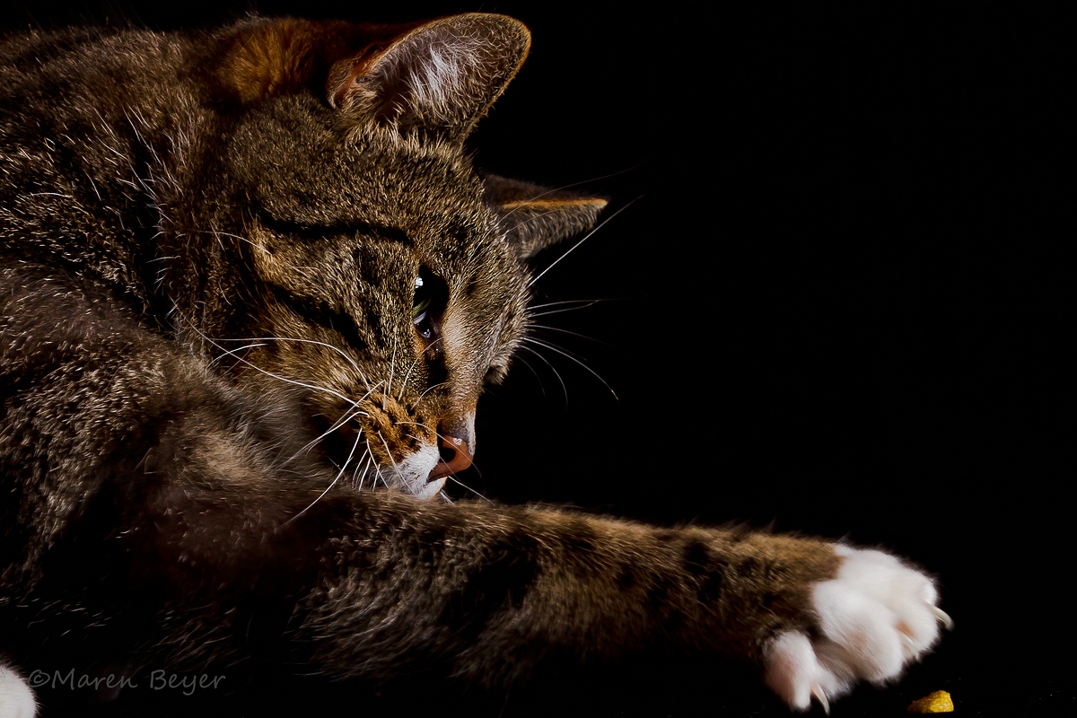 Wilma im Heimstudio