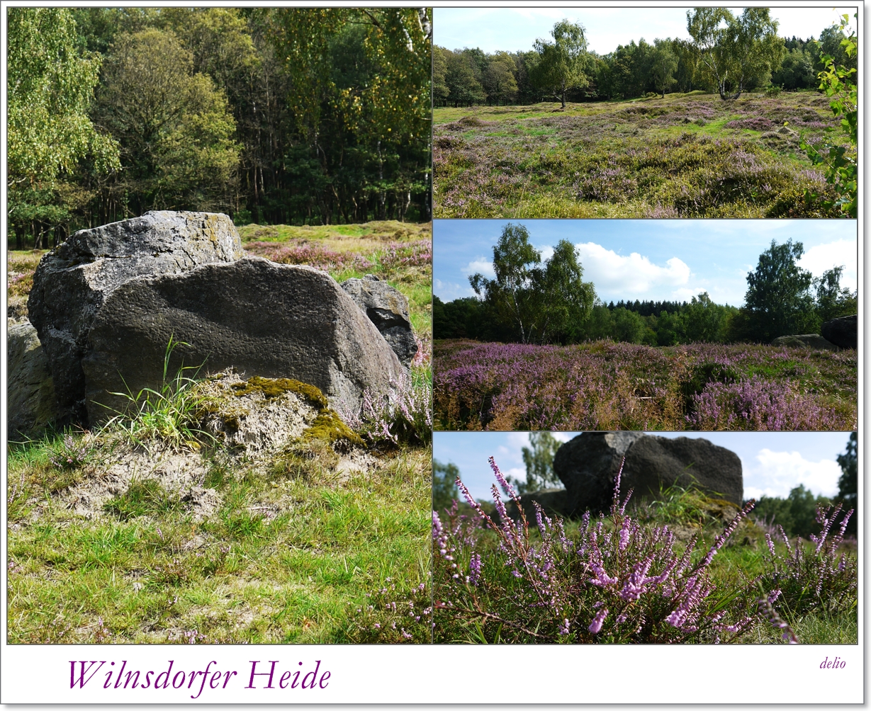 Wilnsdorfer Heide