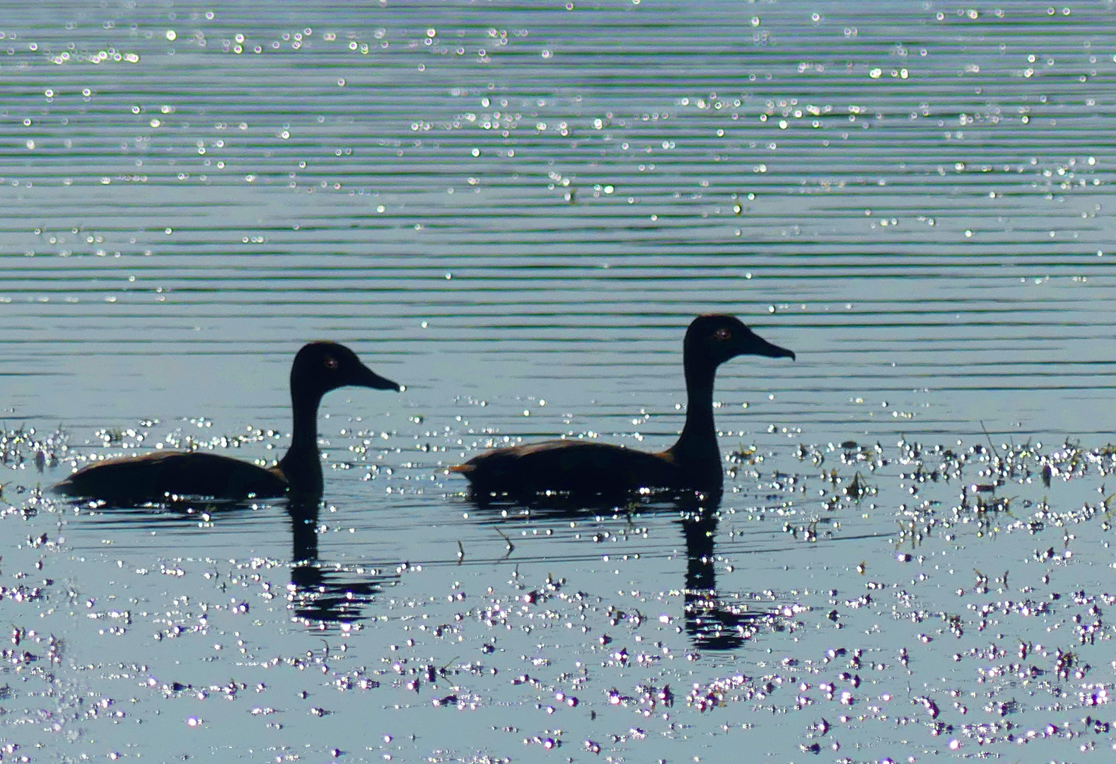 Wilpattu Enten