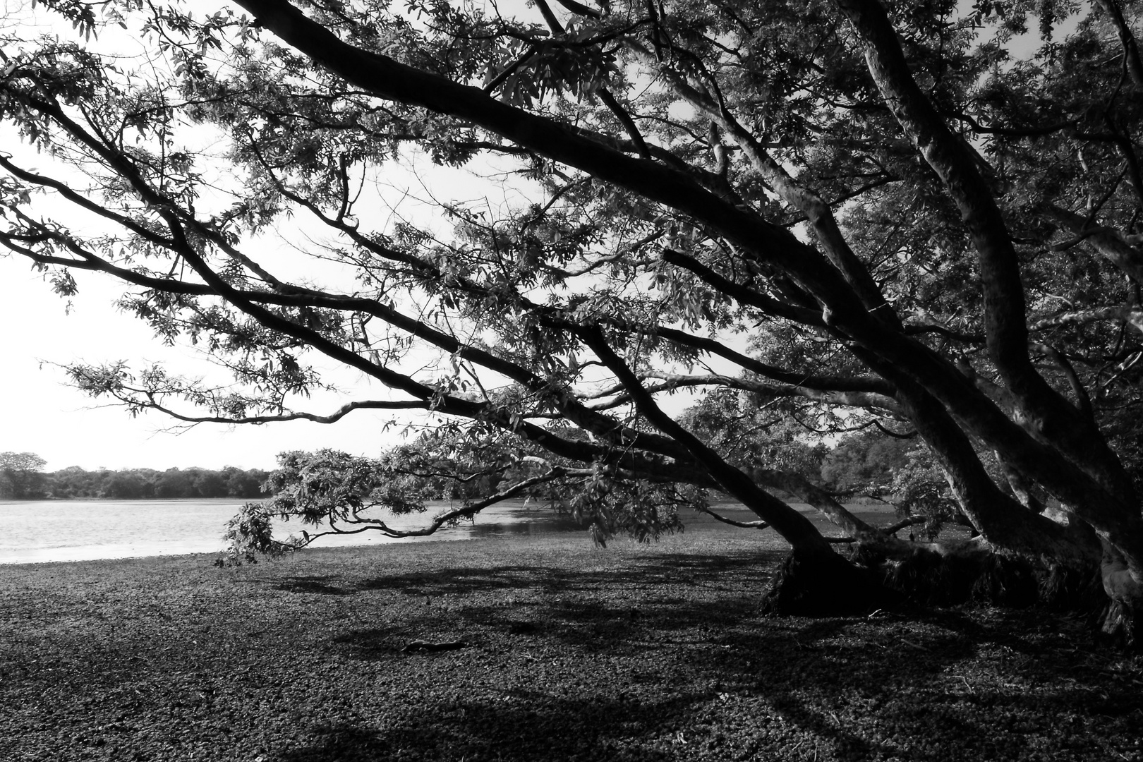 WILPATTU NATIONAL PARK - SRI LANKA