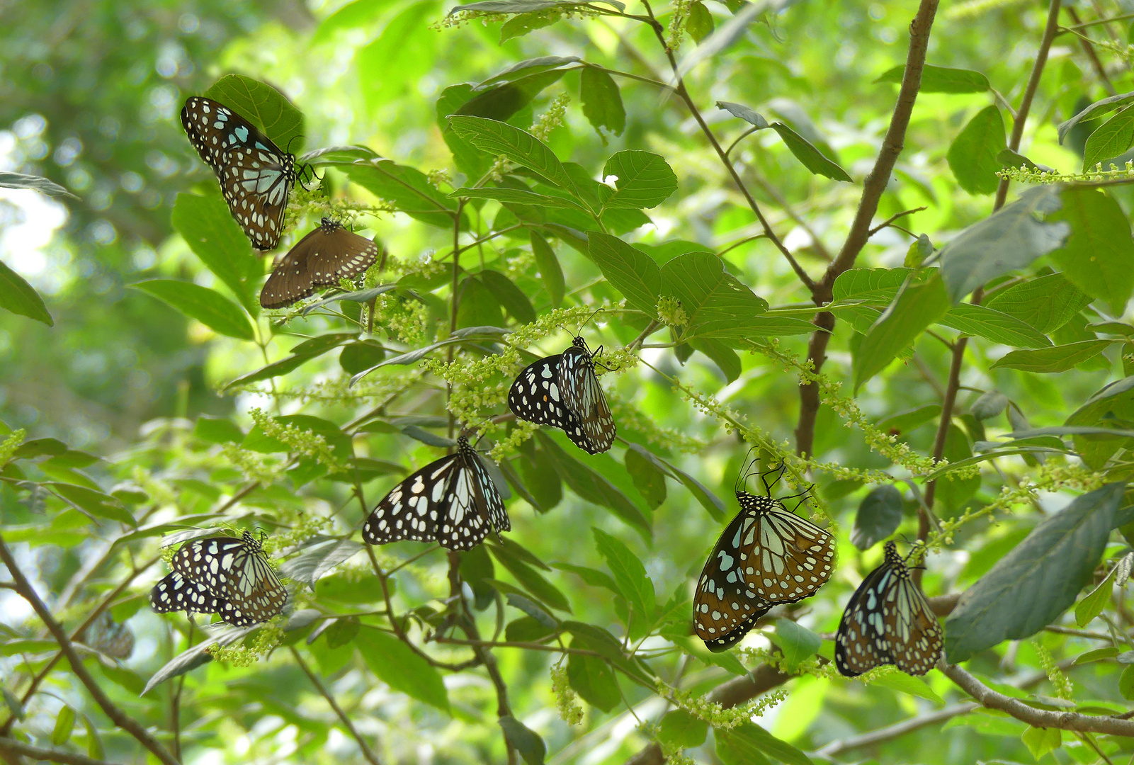 Wilpattu Schmetterlinge