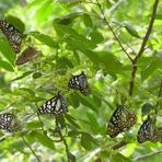 Wilpattu Schmetterlinge