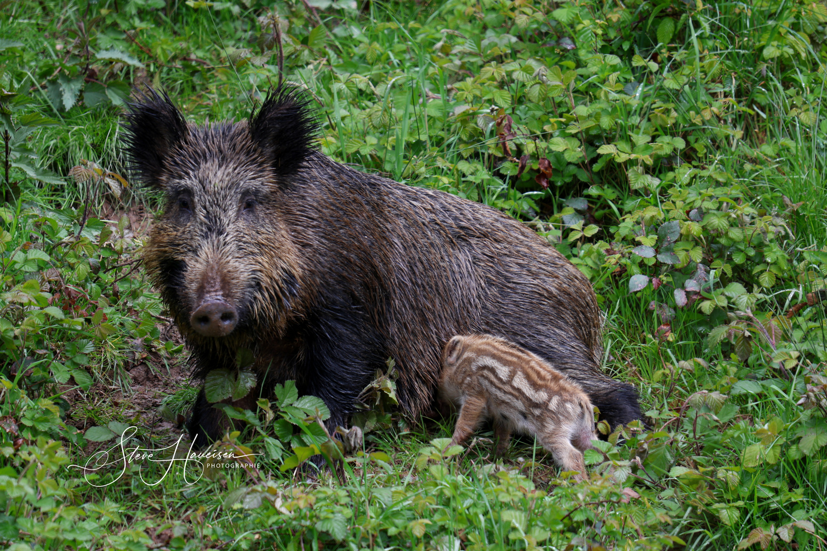 Wilschwein mit Nachwuchs