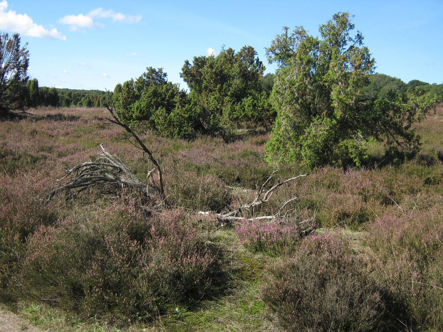 Wilsedeberg in der Heide