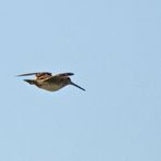 Wilson-Bekassine - Wilson's Snipe (Gallinago delicata) (2)