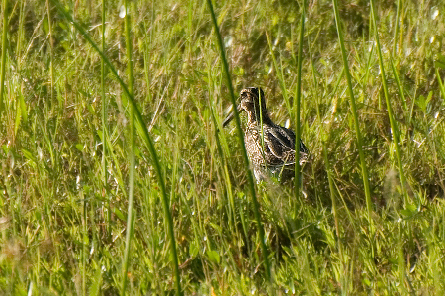 Wilson-Bekassine - Wilson's Snipe (Gallinago delicata)