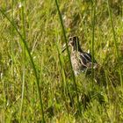 Wilson-Bekassine - Wilson's Snipe (Gallinago delicata)