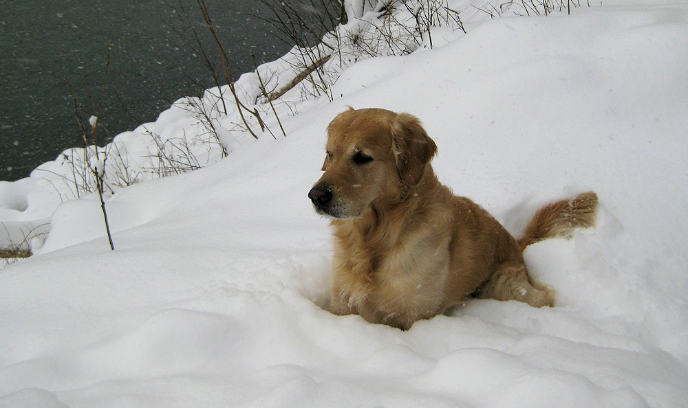 Wilson im Schnee