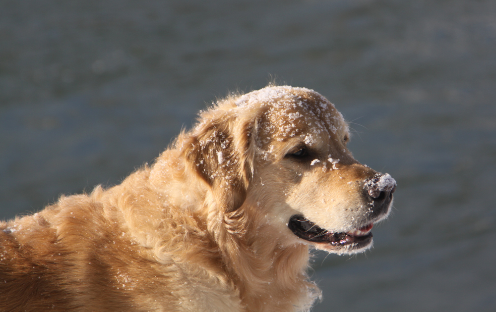 Wilson liebt Schnee ....