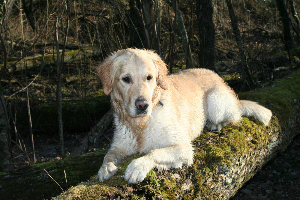 Wilson nach einem Bad in der Salzach ...