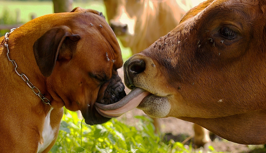 Wilson und "Kuh"nigunde