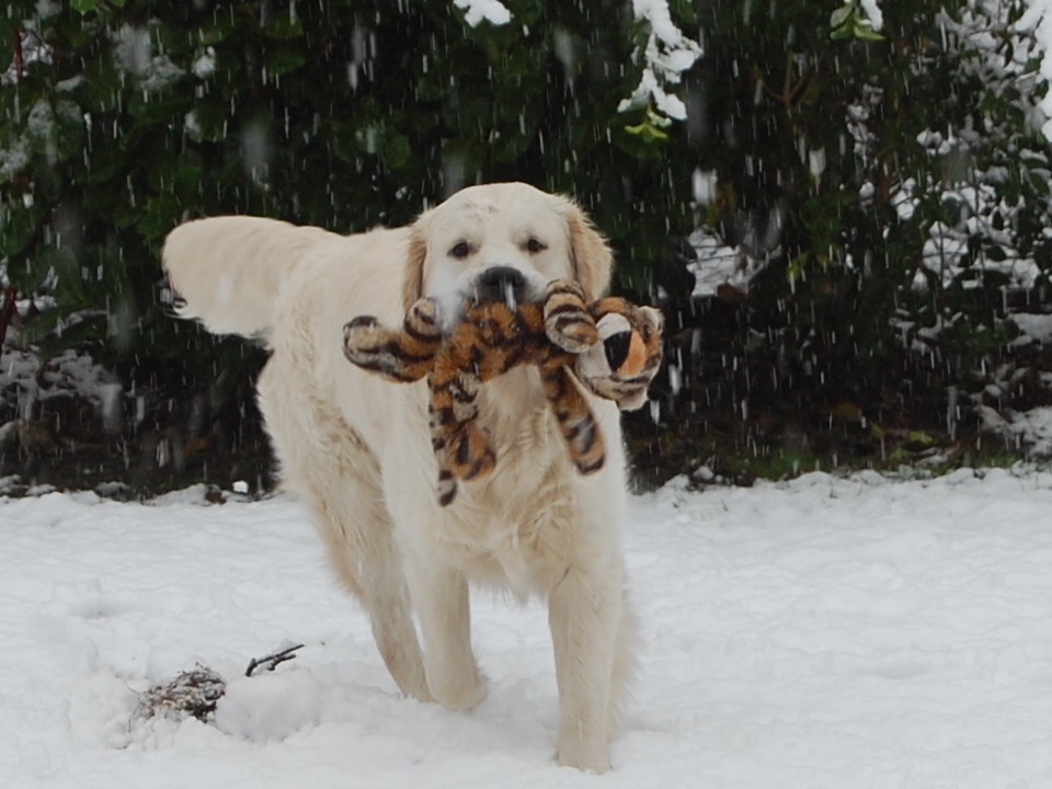 Wilson und Teddy im Schnee