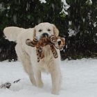 Wilson und Teddy im Schnee