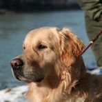 Wilson unser Golden Retriever