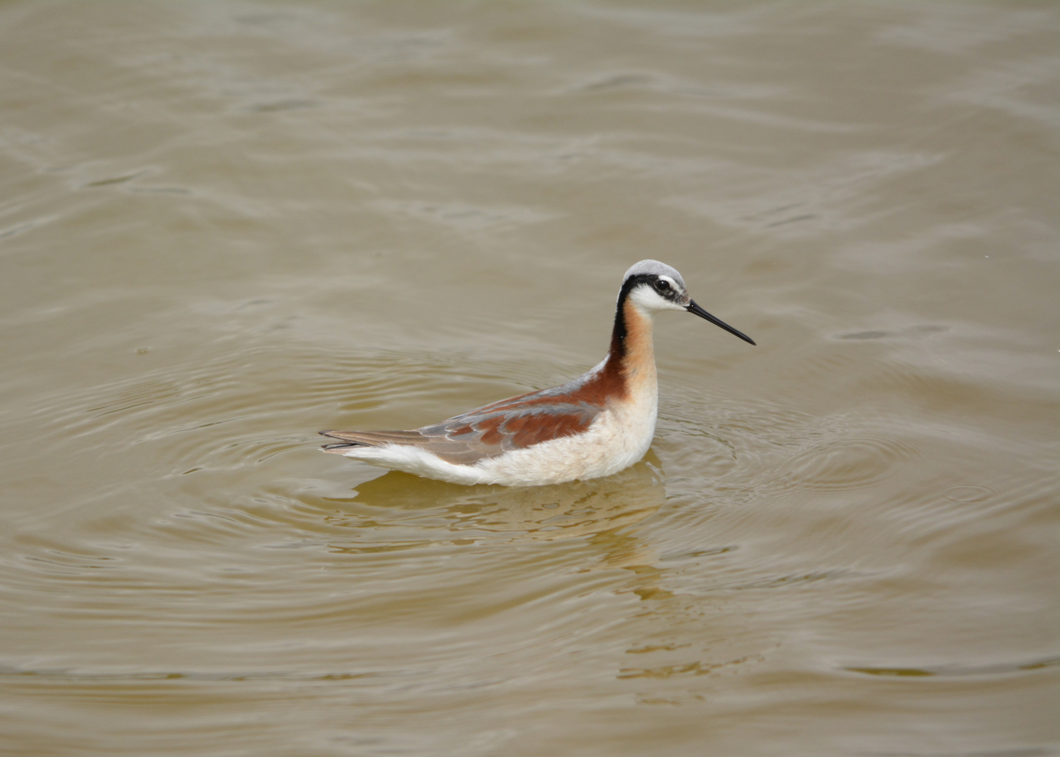 Wilson's Phalarope