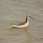 Wilson's Phalarope