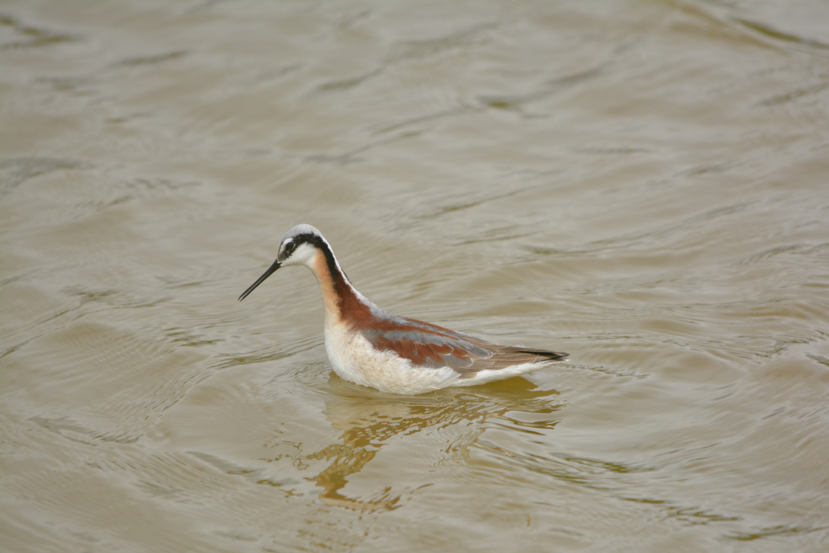 Wilson's Phalarope II