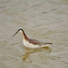 Wilson's Phalarope II