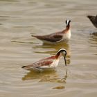 Wilson's Phalarope III