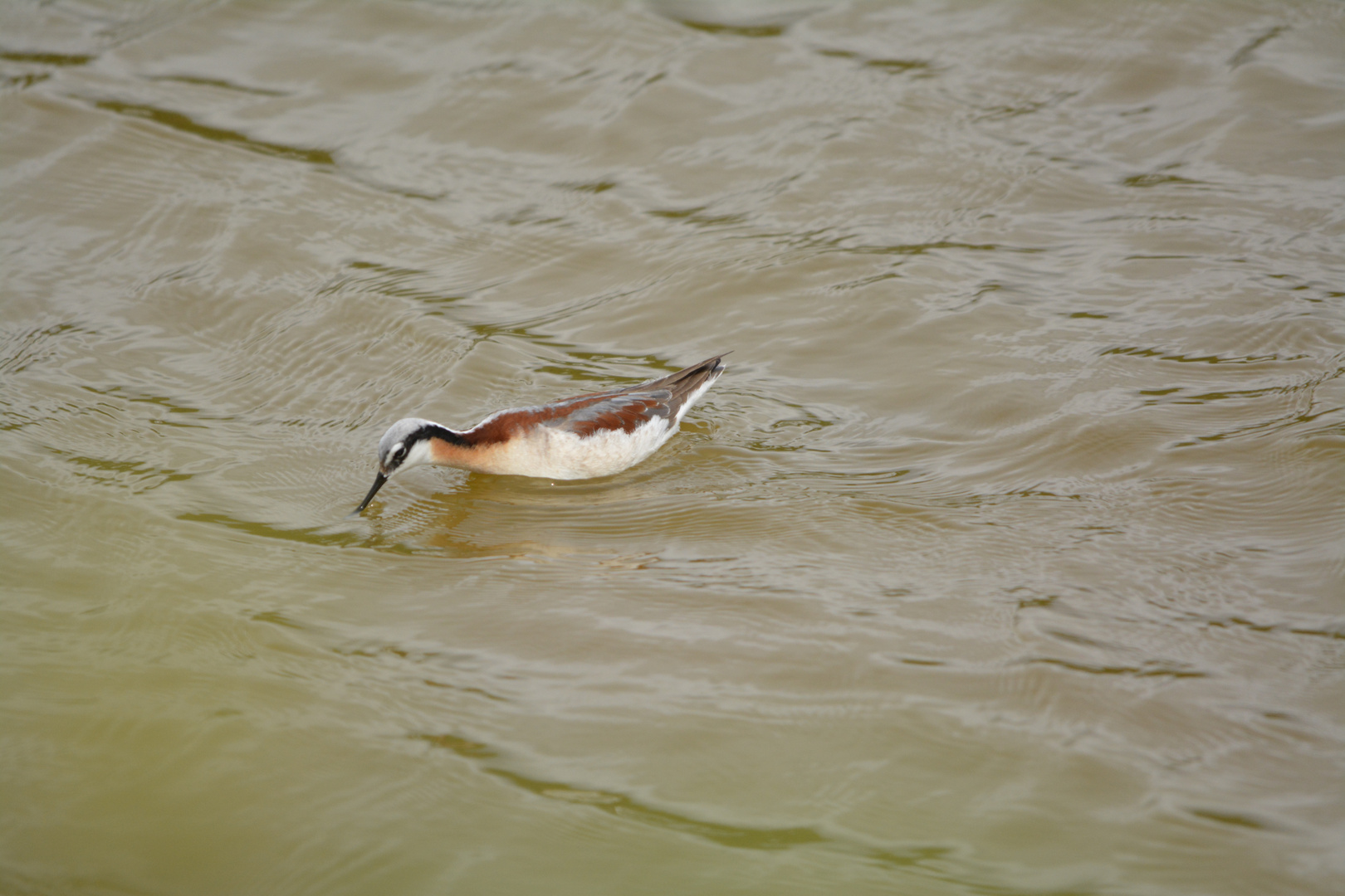 Wilson's Phalarope IV