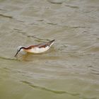 Wilson's Phalarope IV