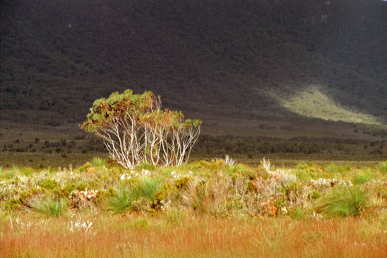 Wilsons promontery NP (Tidal river VIC)