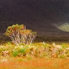 Wilsons promontery NP (Tidal river VIC)