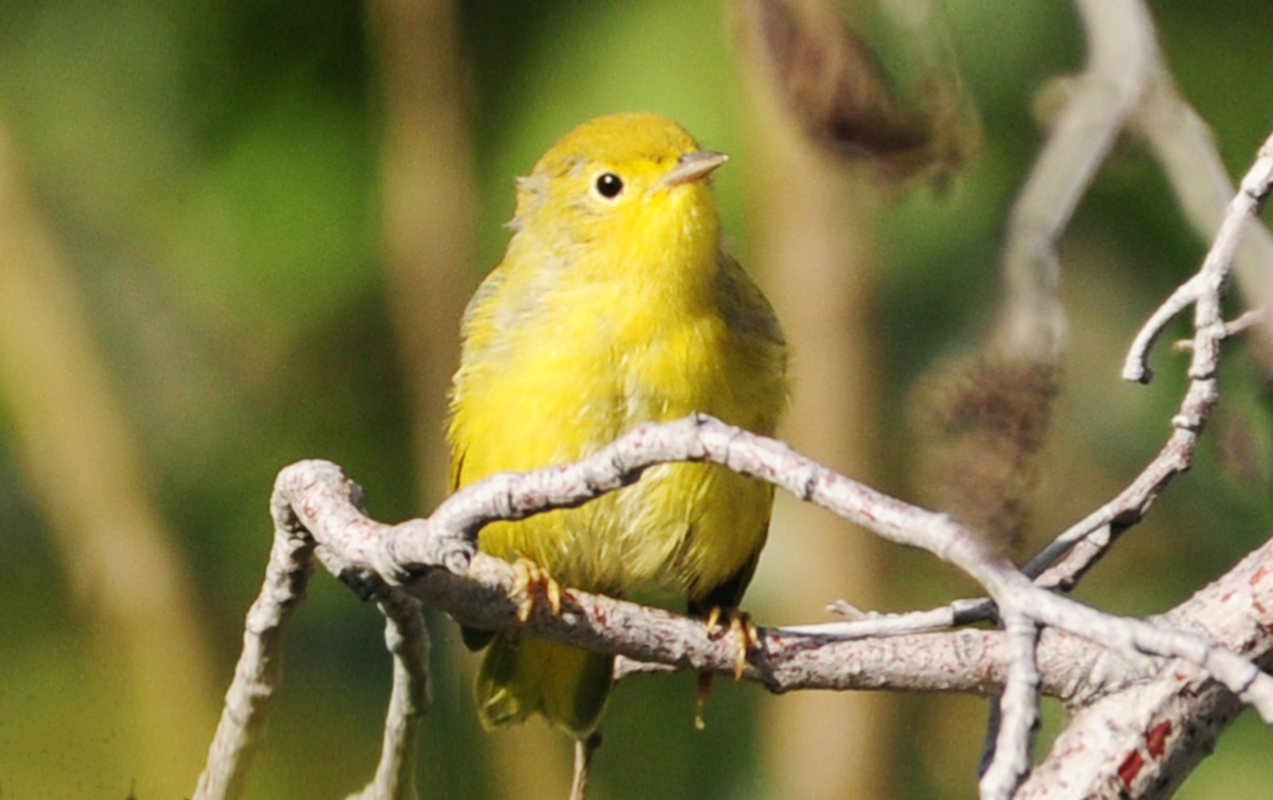 wilson's warbler 