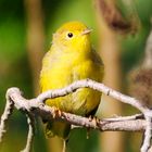 wilson's warbler 