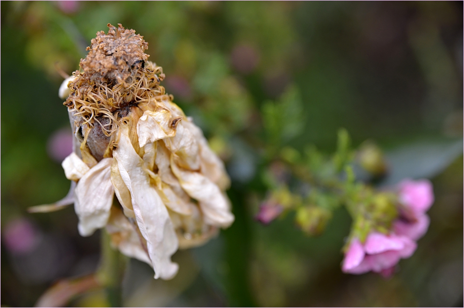 wilted beauty