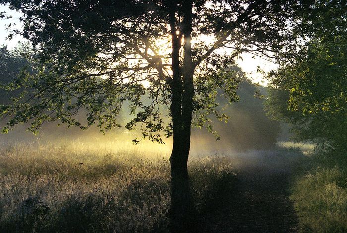 Wimbledon Common U.K. summer 2005