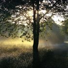 Wimbledon Common U.K. summer 2005