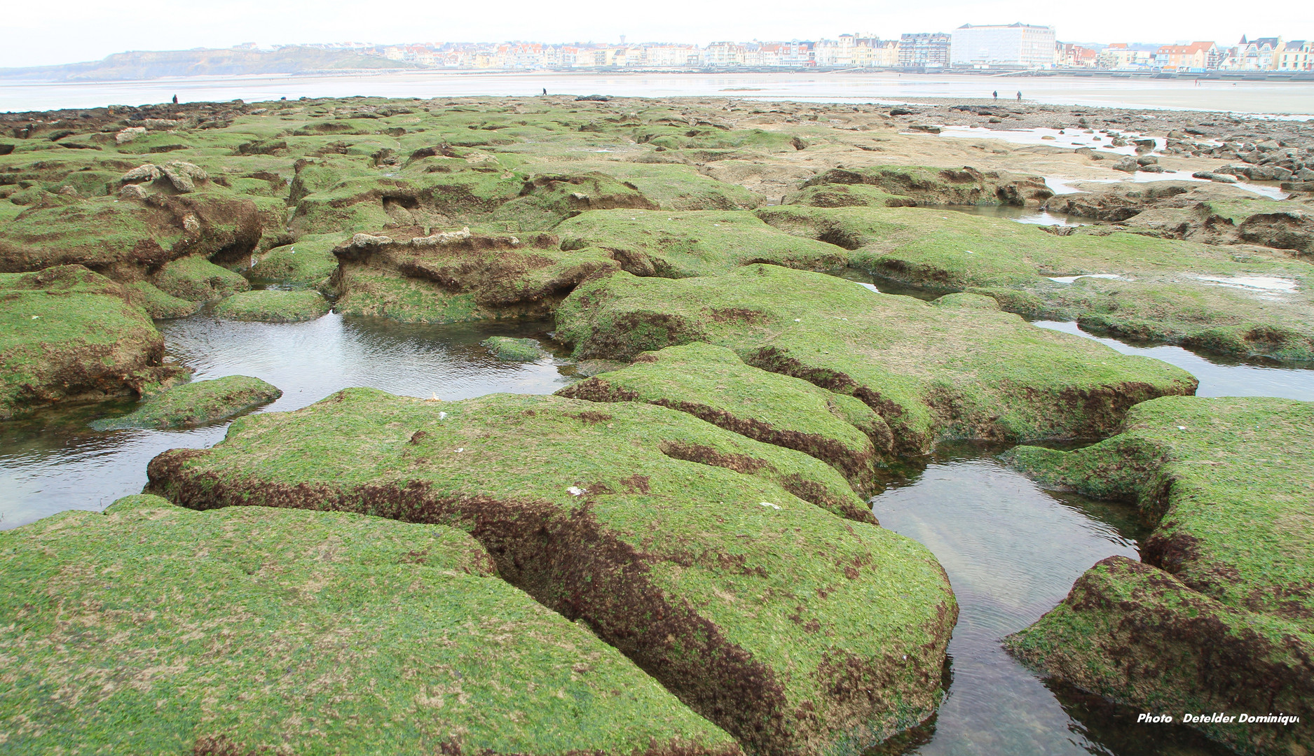 Wimereux cote d'Opale (2)