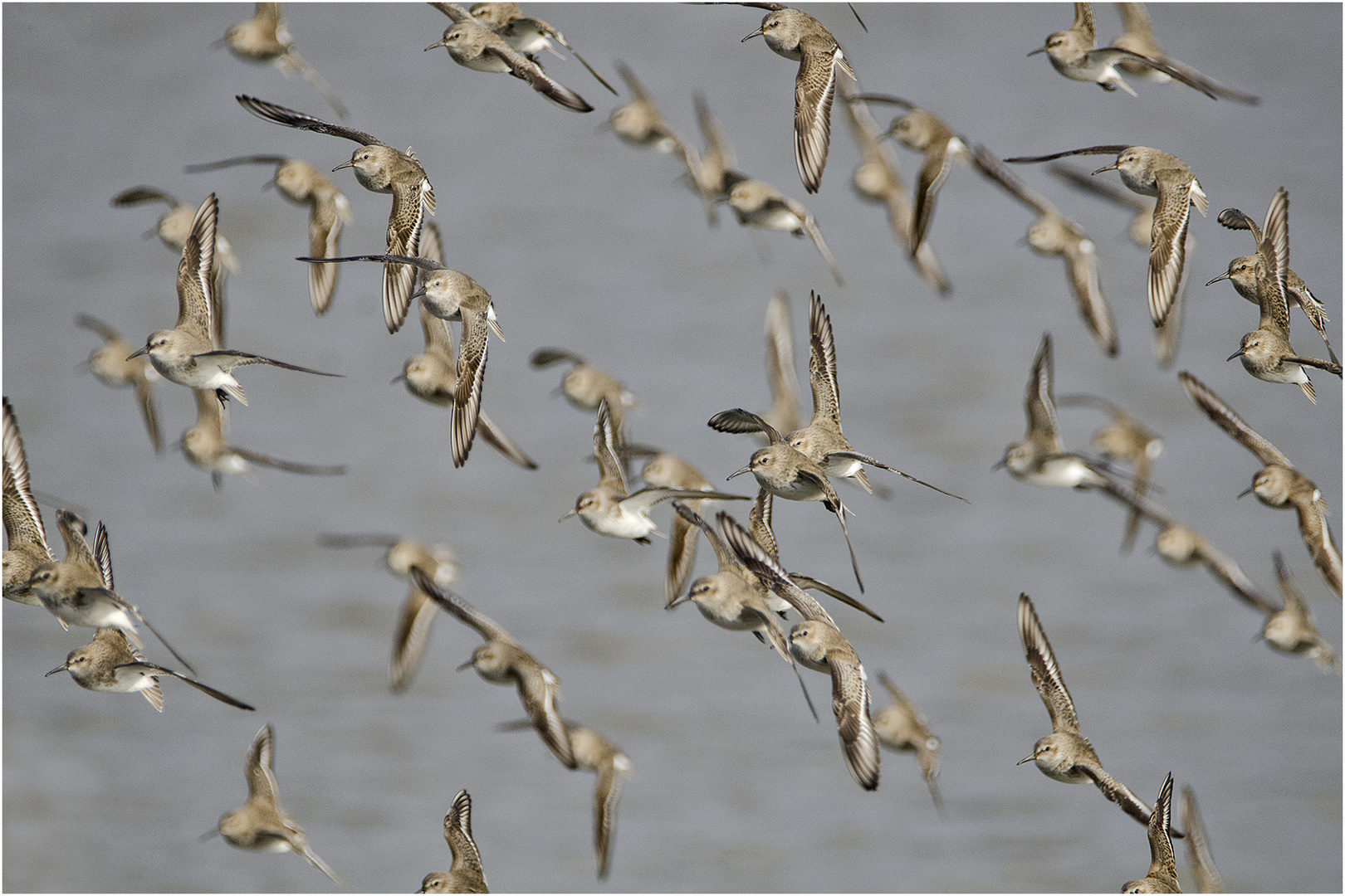 Wimmelbild - Alpenstrandläufer (Calidris alpina) . . .