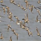 Wimmelbild - Alpenstrandläufer (Calidris alpina) . . .