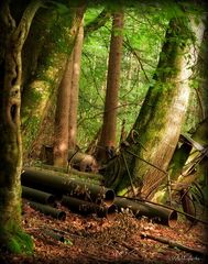 Wimmelbild aus dem unaufgeräumten Wald