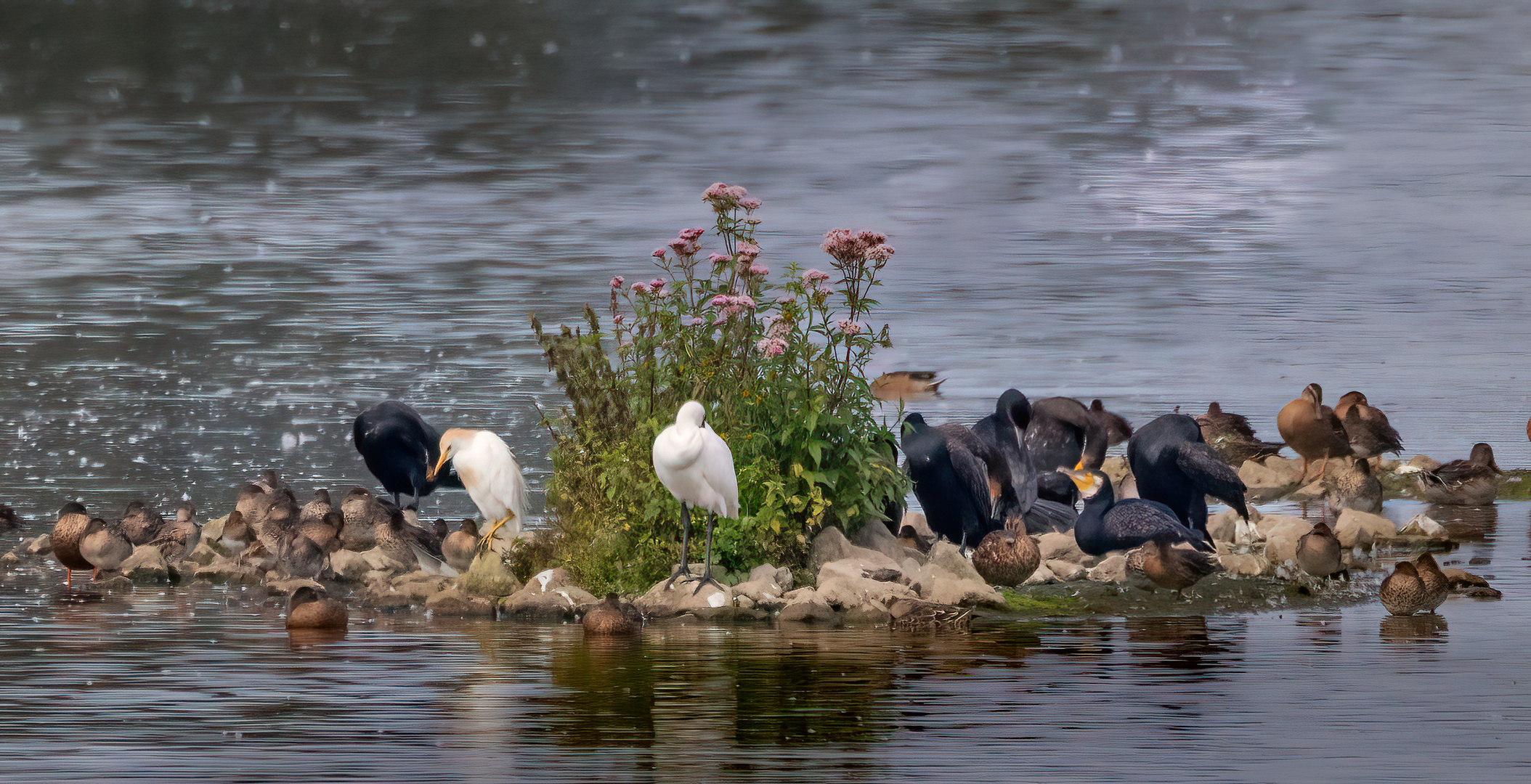 Wimmelbild