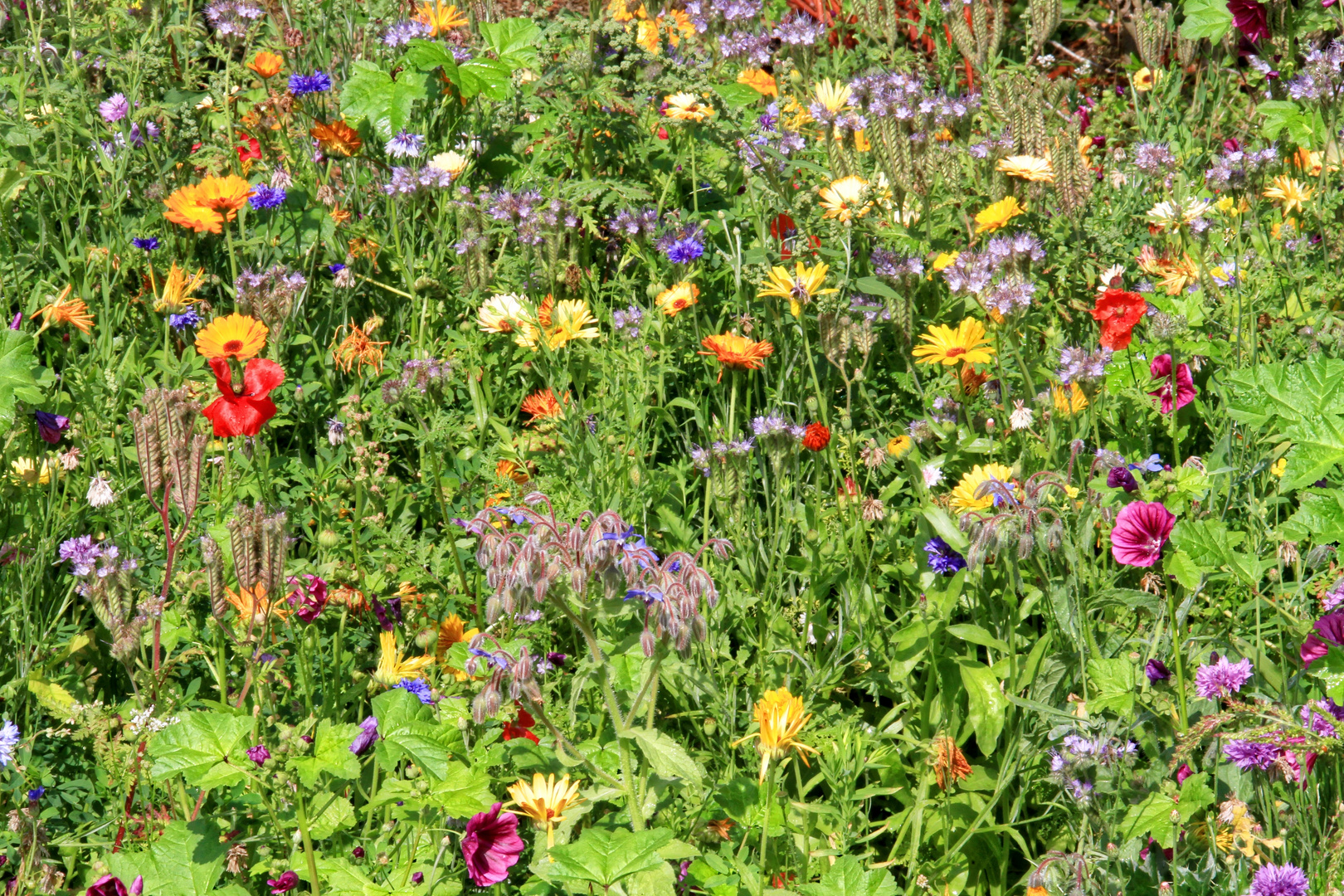 Wimmelbild Blumenwiese  -  hidden object flower meadow