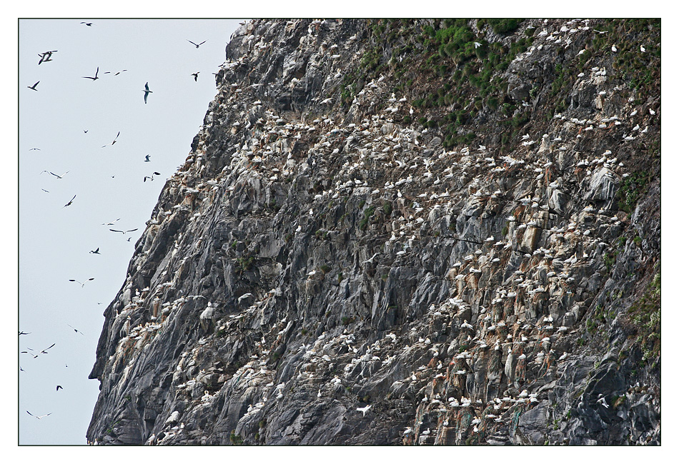 Wimmelbild der Basstölpelkolonie