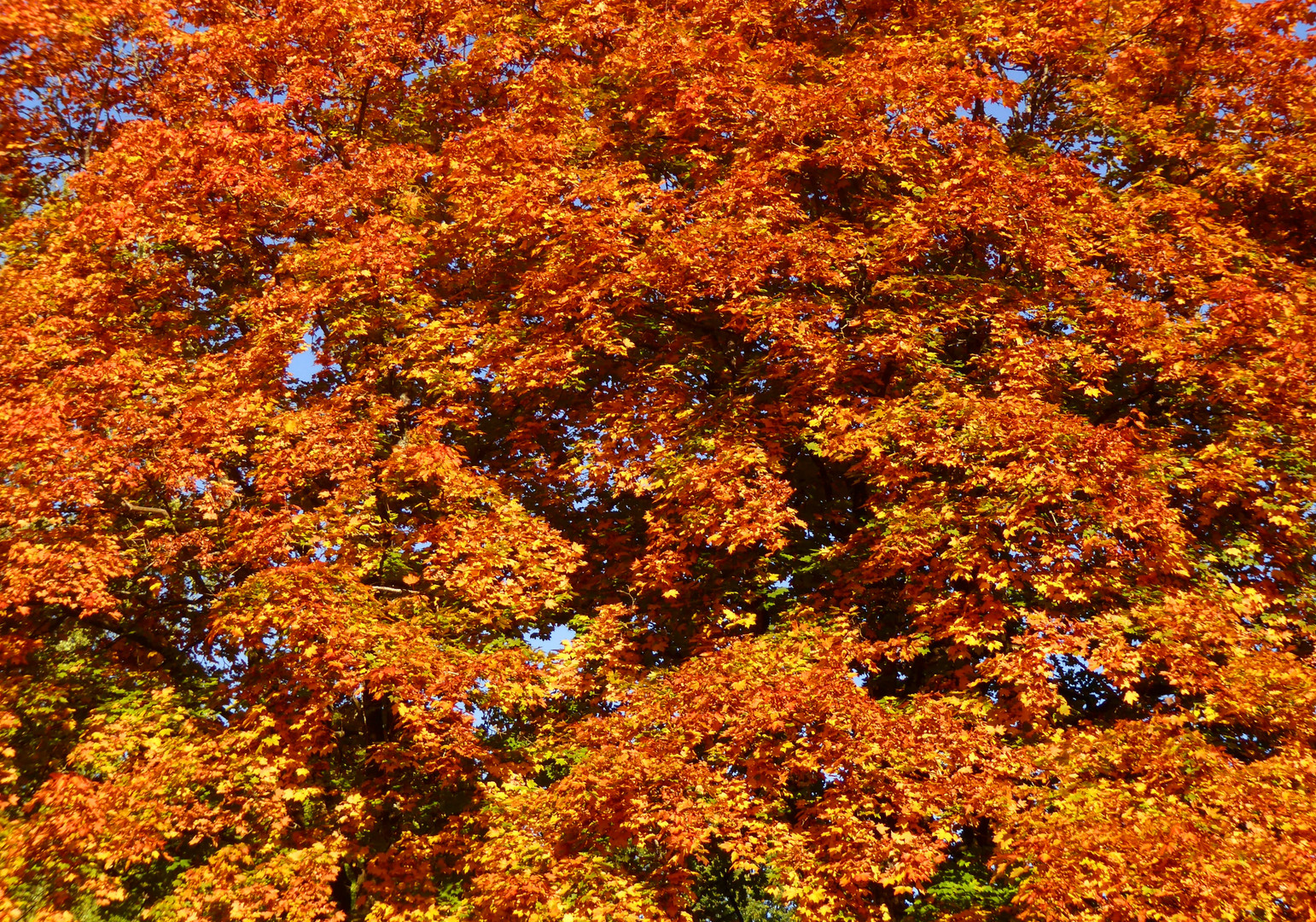 Wimmelbild des Herbstes