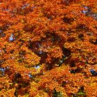 Wimmelbild des Herbstes