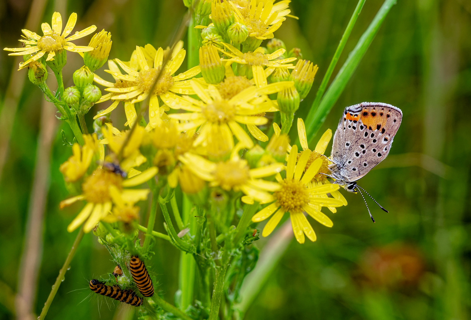 Wimmelbild