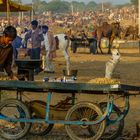 Wimmelbild mit Erdnussröster, Pushkar Camel Fair