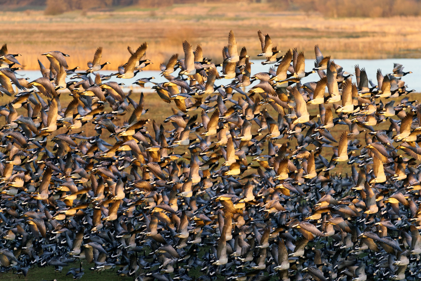 Wimmelbild mit Gänsen