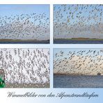 Wimmelbild von den Alpenstrandläufern